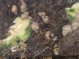 African Giant Land Snail babies