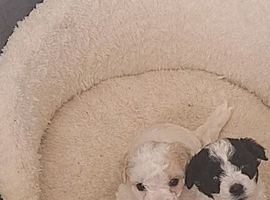 Bichon x shih tzu