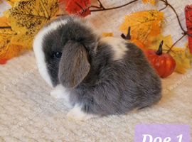 Stunning bunnies available