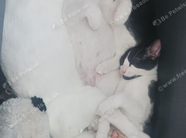 Last female kitten remaining to be rehomed