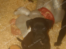 Nuttall patterdale terrier pups