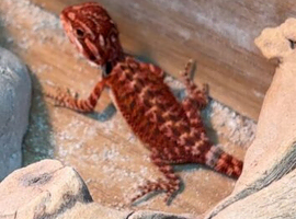 Red monster bearded dragon