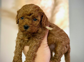 RED TOY COCKAPOO&rsquo;S