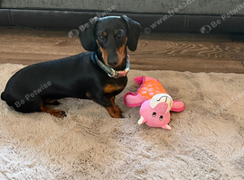 8 month old male mini Dachshund