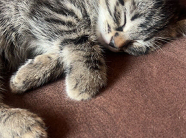 3 Bombay Mix kittens for sale (8 Weeks old)