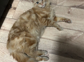 Stunning 1 year old Male cat Maine coone x