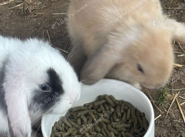 12 week old mini lop doe