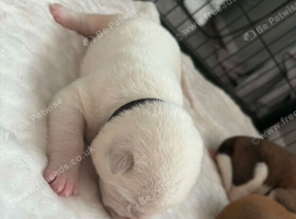 AKITA PUPPIES FOR SALE