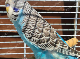 Baby budgie