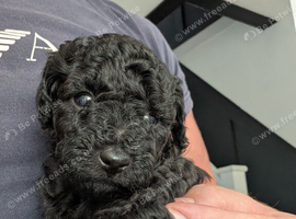 Beautefull black to poodle girl