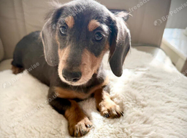 Long haired daschound girl