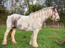 Gorgeous 14.2 Cob Mare