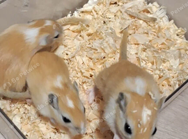 Baby gerbils ready soon!