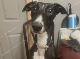 Beautiful 3 year old lurcher girl