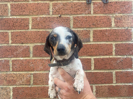 Mini Merle dachshund