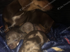 Miniature Dachshunds