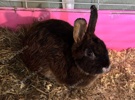 Netherland Dwarf X Mini Lop Neutered Male