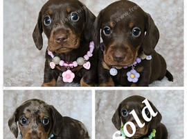 Gorgeous smooth mini dachshunds