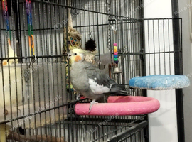Wanted: 6 year old+ cockatiel