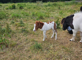 Coedpoeth barney reserved till weds