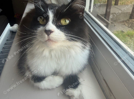 i need to rehome my female cat as soon as possible