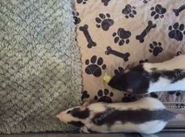 8 baby fancy rats for sale lovely markings