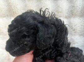 Beautiful Toy Poodle both males