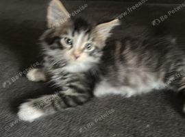 For sale a adorable little boy kitten