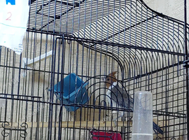 Red - crested  Cardinal  for sale 2026