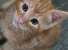 1 beautiful kitten