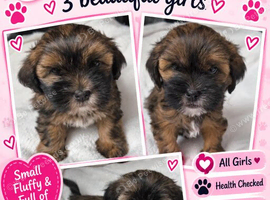 Gorgeous black/brown & tan shorkie puppies ready 10/11/26