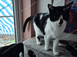 Oreo Neutered white and black male