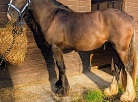 Outstanding 2yrs filly to make 15h plus