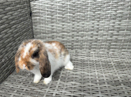 Mini lop baby&rsquo;s   blue harlequin (male ) and one tri colour female