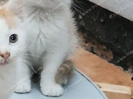 Gorgeous kittens available