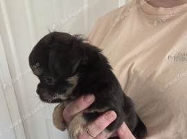 Tri colour male chihuahua puppy thai lines