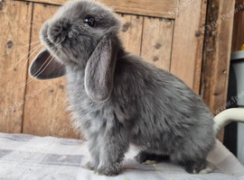 Mini lop baby girls
