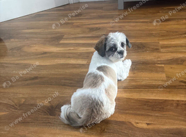 Shih Tzu