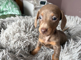 4 female dachshunds