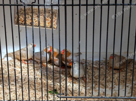 Zebra finches some with orange mutation this years birds