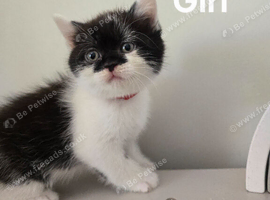 4 fluffy kittens waiting for forever home