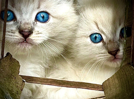 Ragdoll registered kittens ready end of June