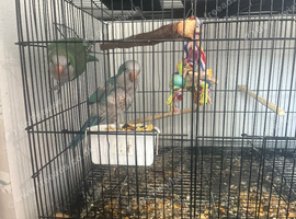 Two quakers
