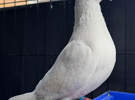 Breading pair pigeon for sale