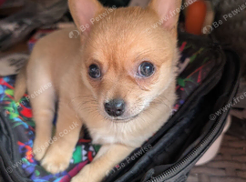Beautiful little boy seeking forever home
