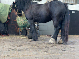 4 yr old Cob gelding