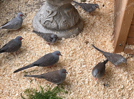 Diamond dove youngsters.
