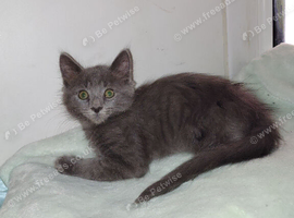 Domestic 2 boys mixed breed