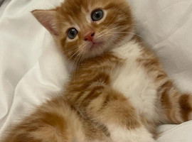 Kittens ready NOW