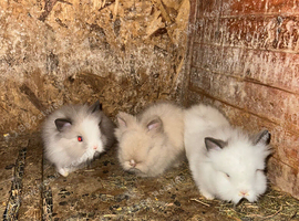 Lionhead Bunnies